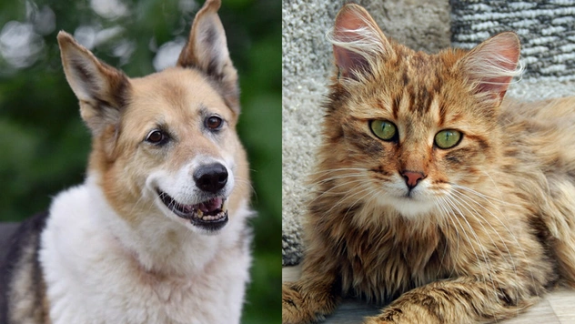 Котопёс недели: кот Паша и собака Ласточка