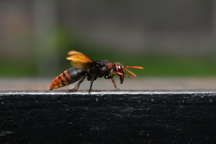 Ученые выяснили, как пчелы предупреждают сородичей о приближении хищника