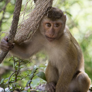 Первая смерть: в Нигерии от оспы обезьян умер 40-летний мужчина