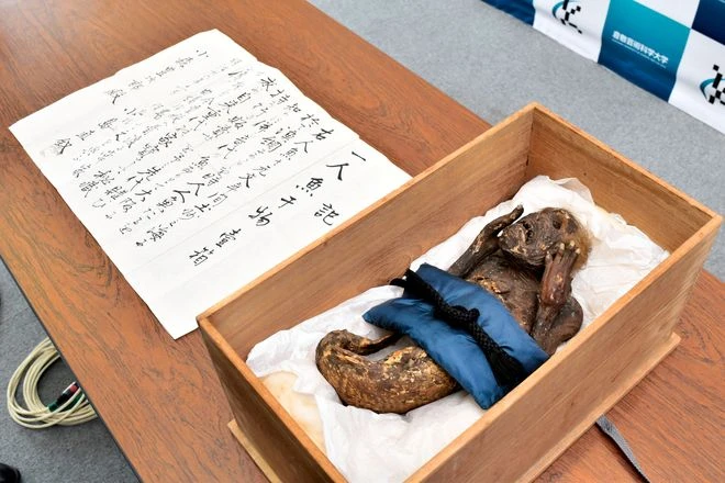 Из чего сделана японская «мумия-русалка»? Жутковатую находку исследовали ученые