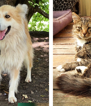 Котопёс недели: кот Атаман и пёс Сочник
