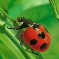 Аватарка Serafima