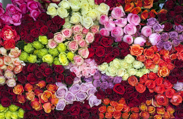 Голландские Розы Фото
