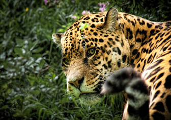 Венесуэла: заклинатели ягуаров