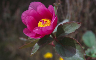 Дикий соперник розы: где в России найти одно из самых красивых лекарственных растений
