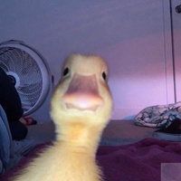 Аватарка Лика