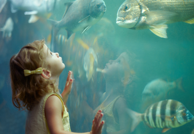 Ребенок смотрит на плывущих рыб
