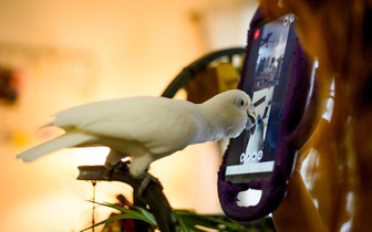 Попугаи научились звонить сородичам по видеосвязи — и вот как это изменило домашних птиц