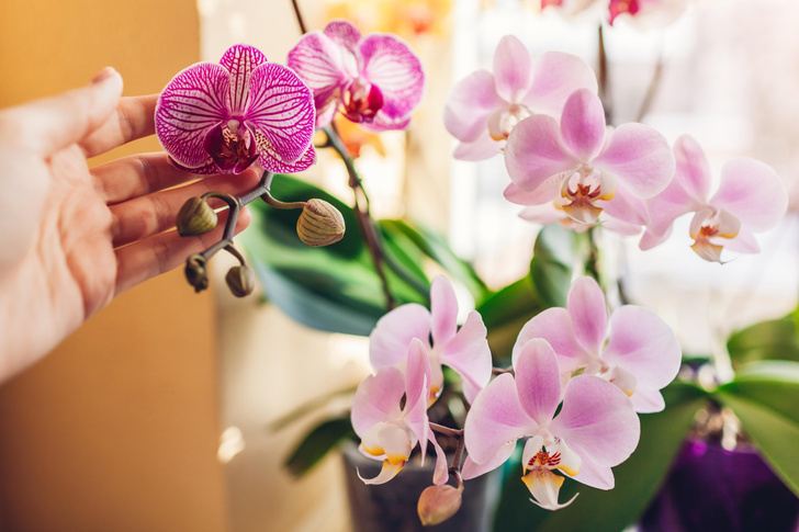 20 необычных фактов об орхидеях, которые поражают до глубины души