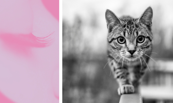 Могут ли коты видеть розовый. Котята миллер