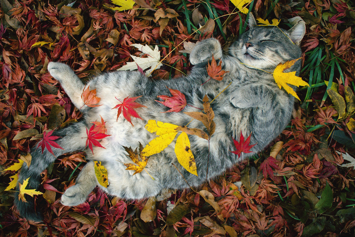Котики, которые обожают осень: 45 уютных фото