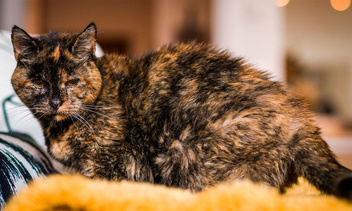 Ей 26 лет: как живет самая старая кошка в мире