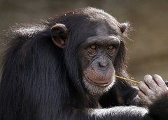 Понадобится ли прививка от обезьяньей оспы? Отвечают эксперты