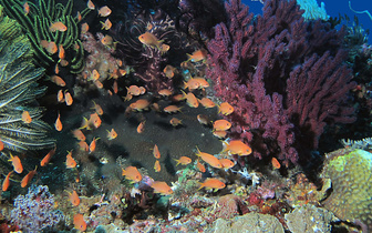 Подслушано у кораллов: ИИ обучили определять здоровье рифов с точностью до 92%