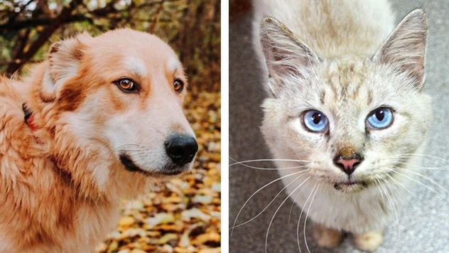 Котопёс недели: кот Пломбир и пёс Имбирь