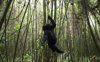 Зачем гориллы доводят себя до головокружения, раскачиваясь на лианах? Объяснение приматолога