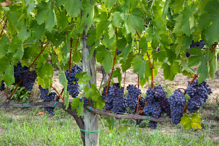 Виноград Молдова Фото