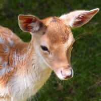 Аватарка Little Danny