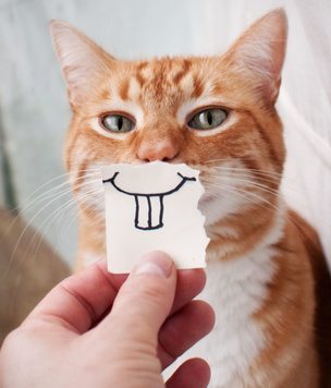 Зоологи обнаружили, как кошки улыбаются