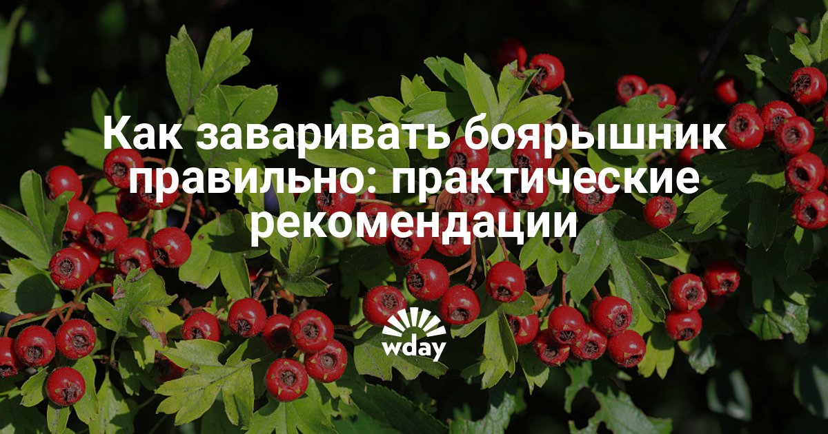 Сколько можно есть боярышника свежего. Как правильно заварить боярышник. Боярышник как заваривать ягоды. Чай с боярышником. Как правильно заваривать Боярку.