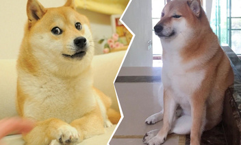 Собака-качок против нытика: 25 смешных мемов о разнице поколений