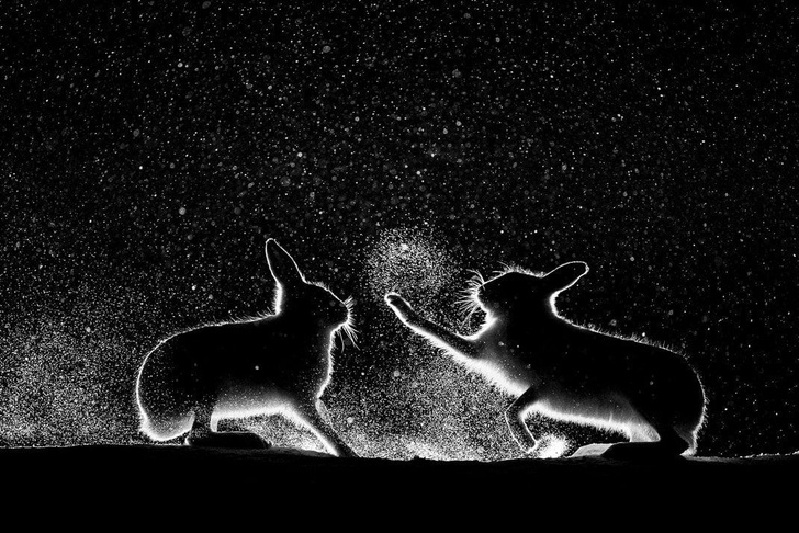Ночное сражение зайцев и еще 8 лучших фотографий 2022 года