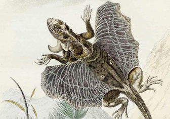 Летучие ящерицы: что писал о драконах «Вокруг света» в 1861 году