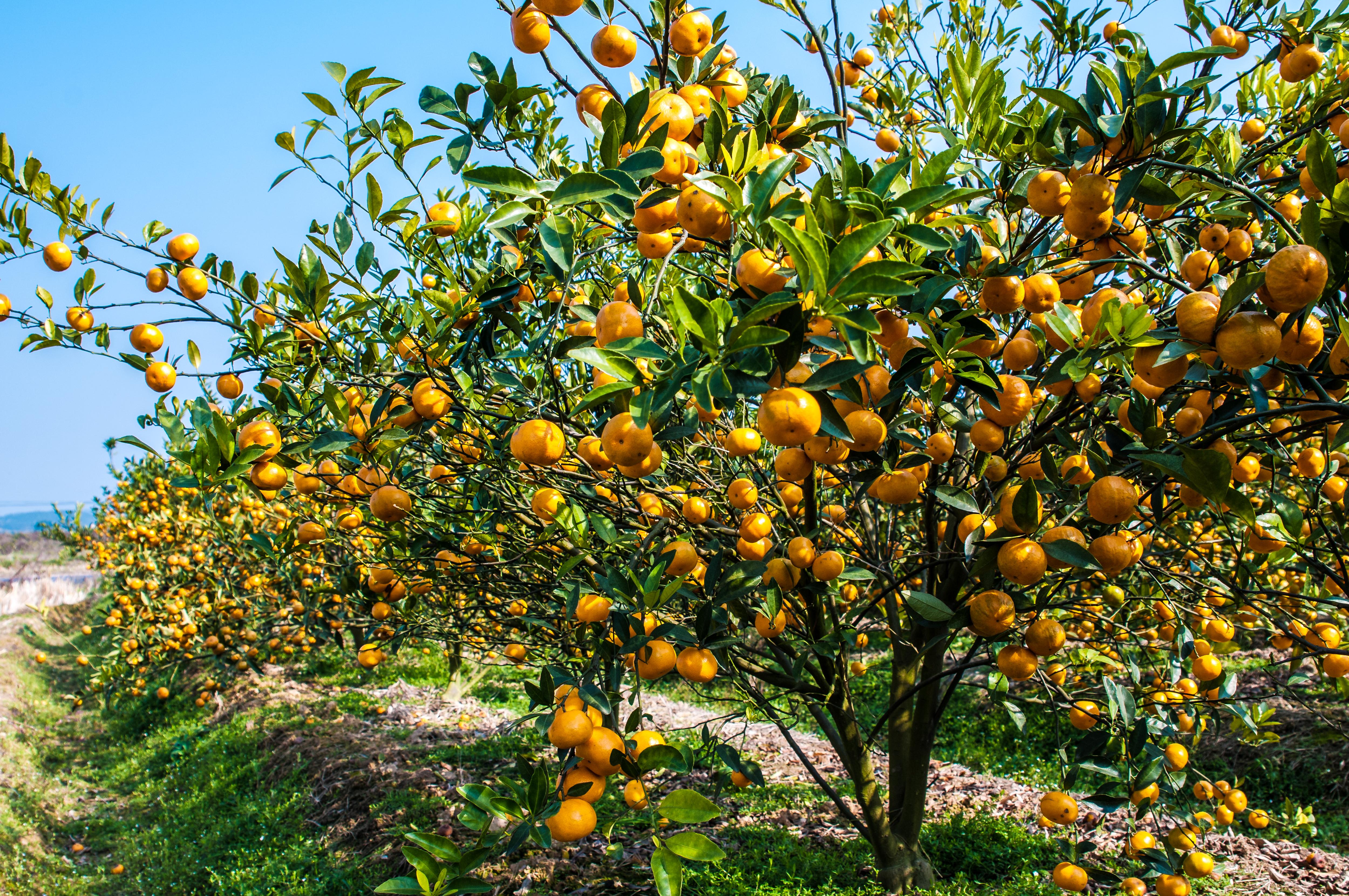 Как правильно выращивать апельсиновое дерево в России уход, посадка, полив, фото, сорта