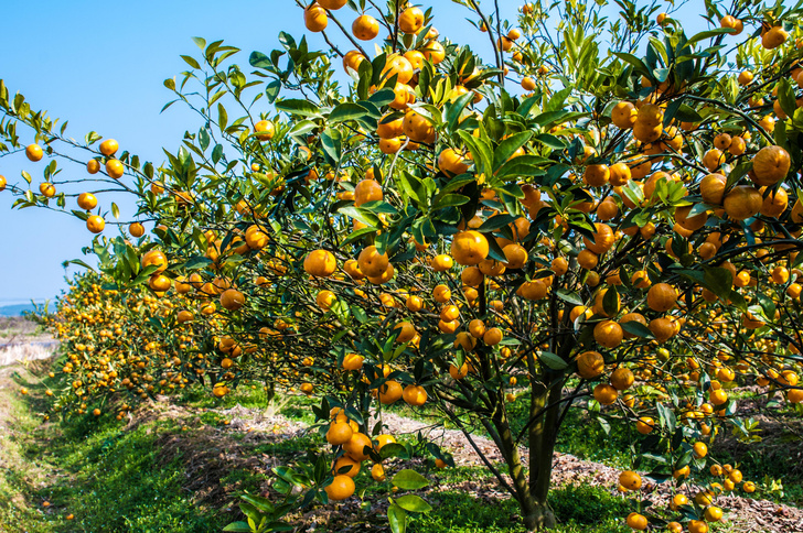 Как вырастить апельсиновое дерево у себя дома и в саду