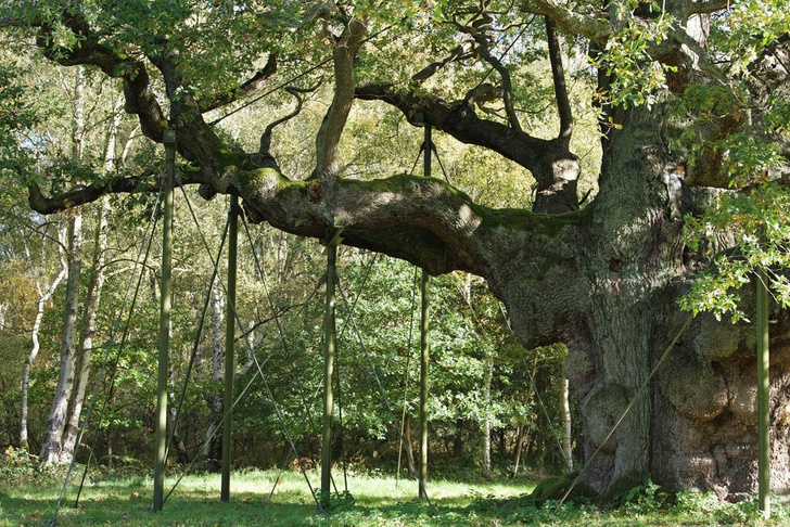 Держаться корней: посмотрите на 14 удивительных деревьев-долгожителей