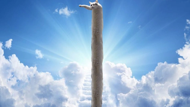 Умер самый длинный мемокот Интернета Longcat. Каким мы его запомнили в мемах, гифках и видео