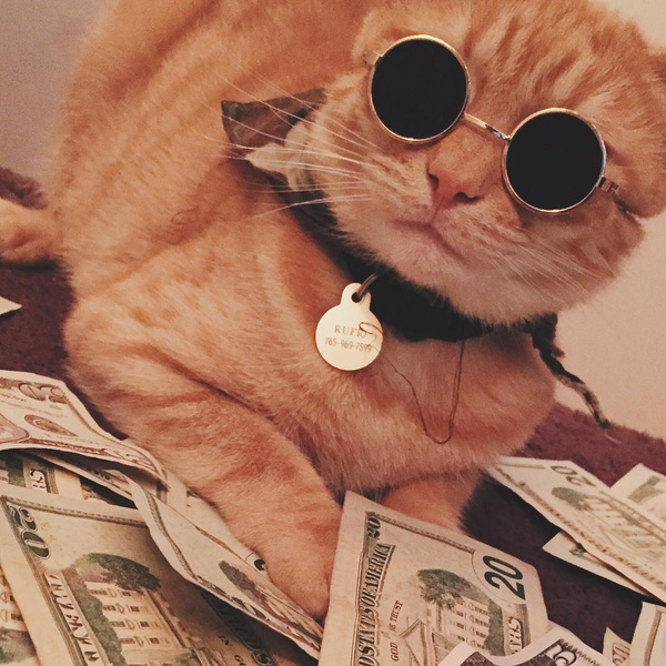 Инстаграм (запрещенная в России экстремистская организация) дня: умиляемся и завидуем богатым котикам