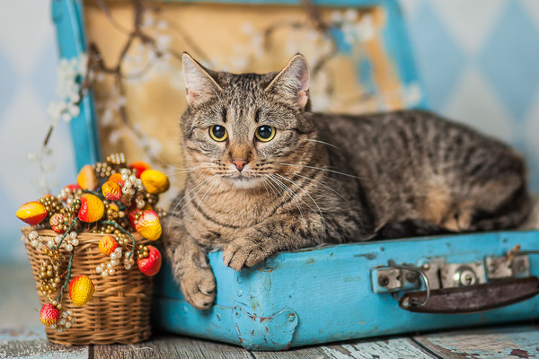 Котопёс недели: кошка Лолли и пёс Джой