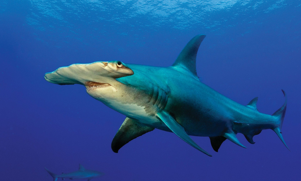 Фото разных видов акул