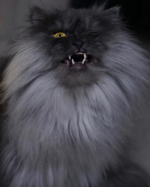 В Интернете нашли кота-демона
