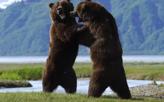 Полярные тяжеловесы: посмотрите на самый долгий поединок медведей за право доминировать в брачный сезон