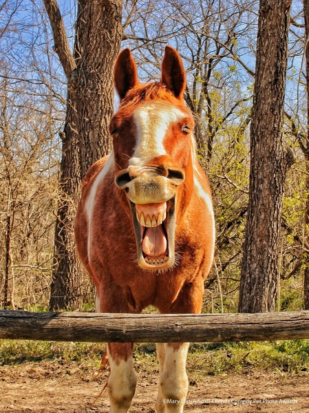 Самые смешные фотографии домашних питомцев — победители конкурса Comedy Pet Photo Awards-2021