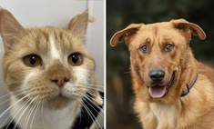 Котопёс недели: возьмите из приюта пса Байкала или кота Рыжика