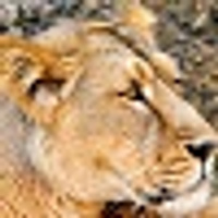 Аватарка leoalla