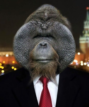 Лучшие шутки про орангутана Бату, из-за которого в Новосибирске разразился политический скандал