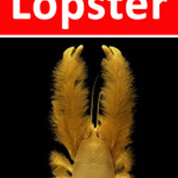 Аватарка Lopster