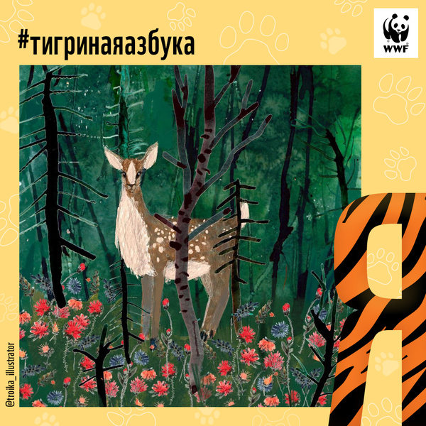Фото №29 - Тигры от А до Я: WWF России и Woman.ru выпустили карточки об амурском тигре