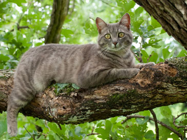 Кот Бастер просидел на дереве 9 дней