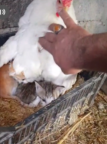 Когда мама — курица: наседка приютила трех осиротевших котят — видео