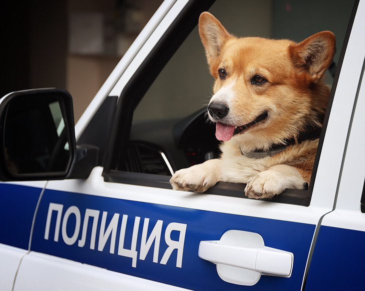 Единственный корги-полицейский в России вышел на пенсию