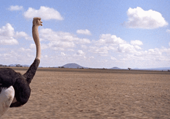 Сила и сообразительность: правда и мифы о страусах