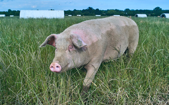 Этот час спасет чью-то жизнь: ученые смогли поддерживать работу органов свиньи после ее смерти