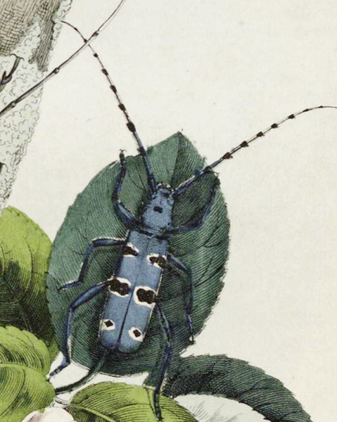 Усачи и скрыпуны: что писал о жуках-дровосеках журнал «Вокруг света» в 1861 году