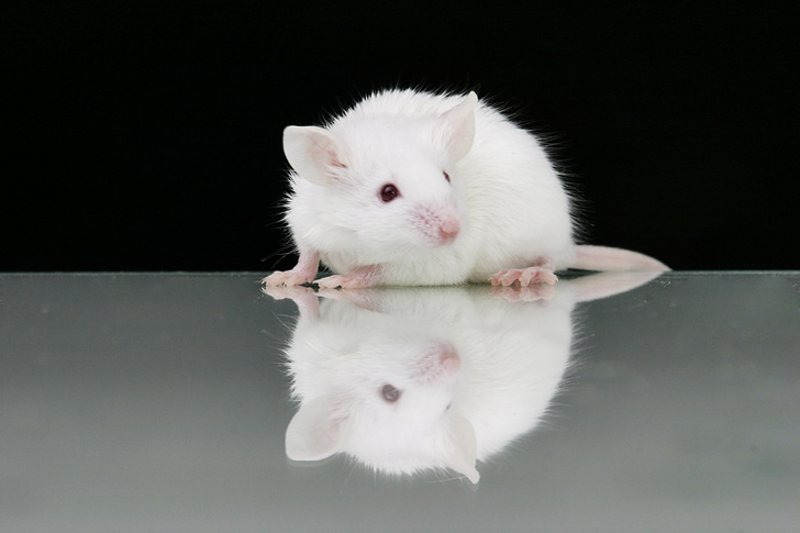 Ученым удалось стереть воспоминания у мышей