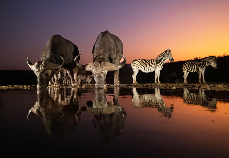 Африканские буйволы утоляют жажду на закате
